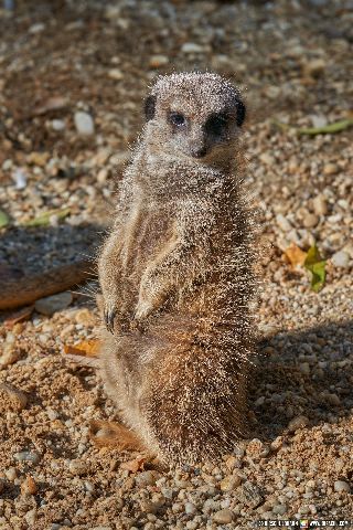 Gemeinde Straubing Landkreis Straubing-Bogen Zoo Tiergarten Straubing (Dirschl Johann) Deutschland SR